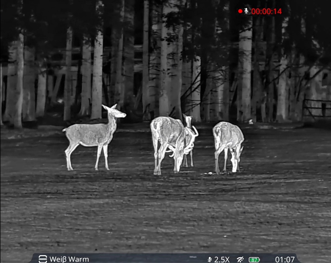 hogseeker4 hogseeker4